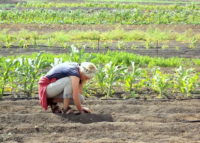 Tamarindos Apartament