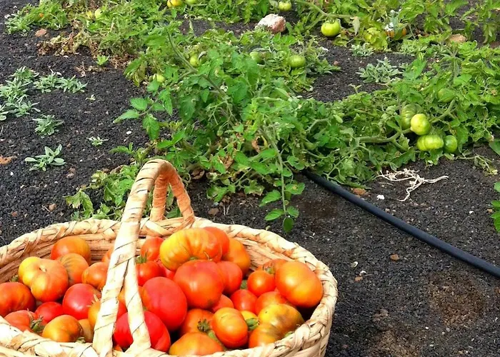 Tamarindos 아파트 *