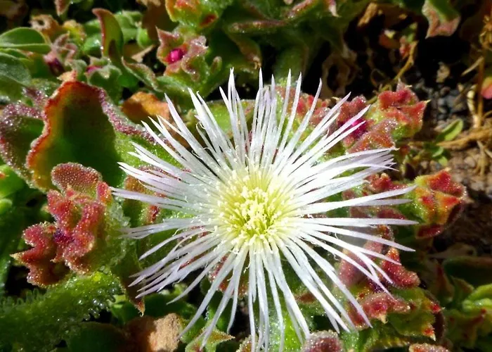 아파트 Tamarindos 푸에르토 델 카르멘