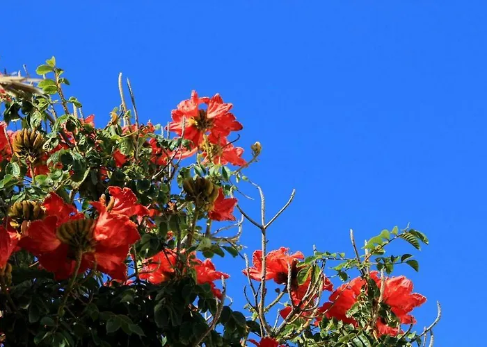 Tamarindos 푸에르토 델 카르멘