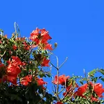 Tamarindos פוארטו דל כרמן