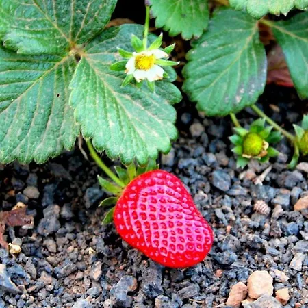 Tamarindos Apartment