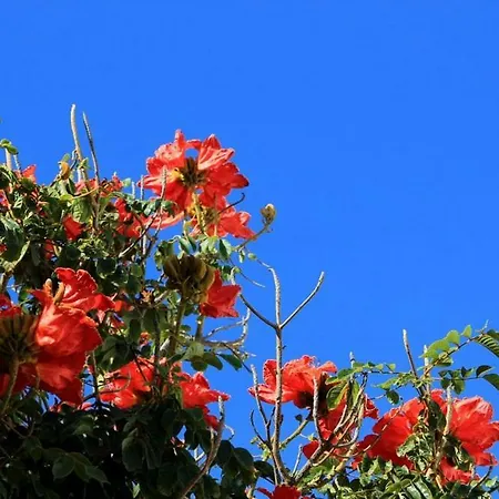Tamarindos פוארטו דל כרמן