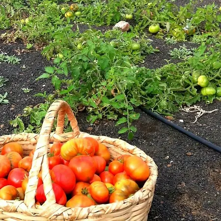 Tamarindos 아파트 *