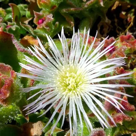 아파트 Tamarindos 푸에르토 델 카르멘