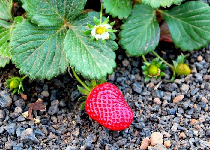 Tamarindos Apartmán